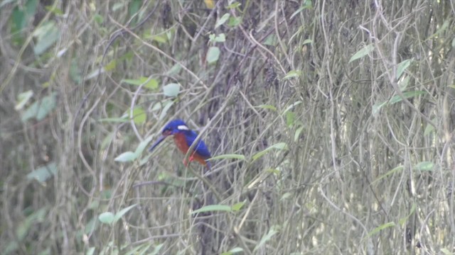 Blue-eared Kingfisher - ML201669291