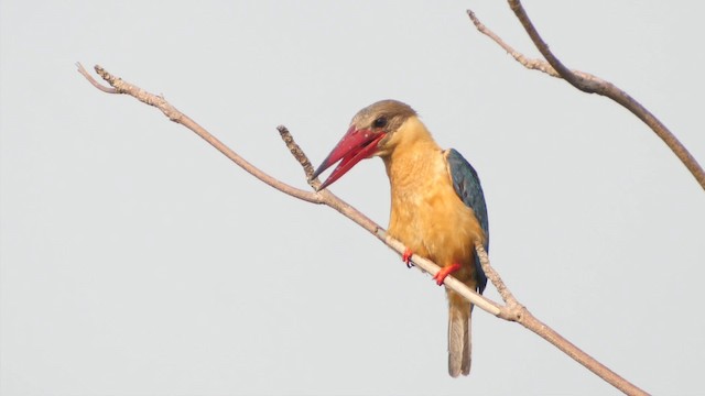Stork-billed Kingfisher - ML201669321