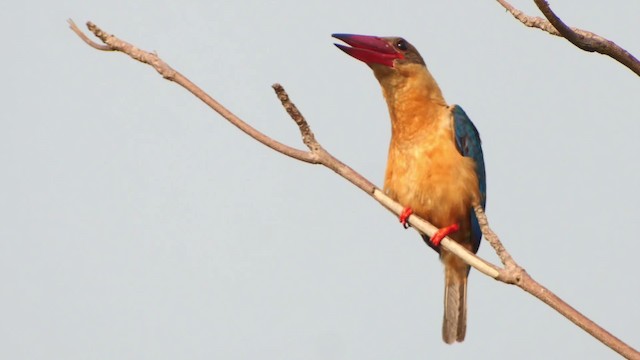 Stork-billed Kingfisher - ML201669331
