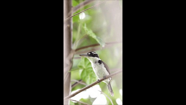 Sombre Kingfisher - ML201669351