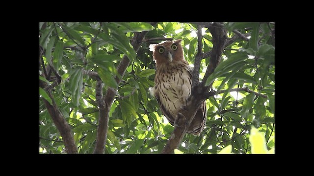 Philippine Eagle-Owl - ML201669391