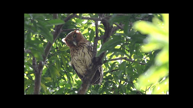 Philippine Eagle-Owl - ML201669401