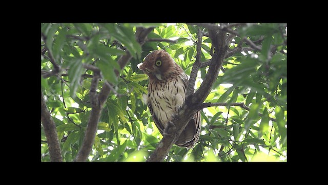 Philippine Eagle-Owl - ML201669411