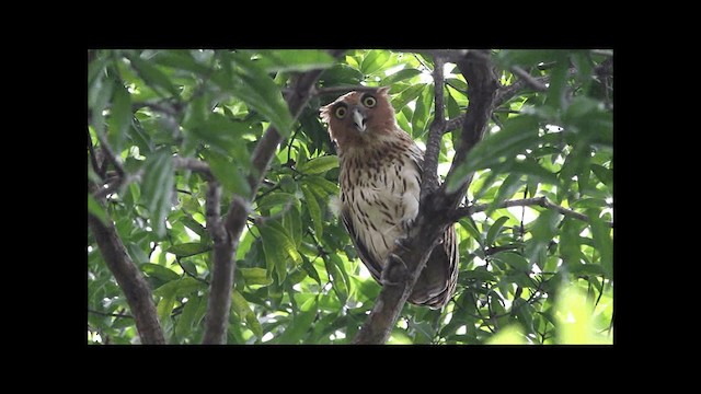 Philippine Eagle-Owl - ML201669421