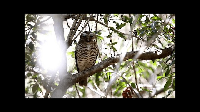 White-browed Owl - ML201669451