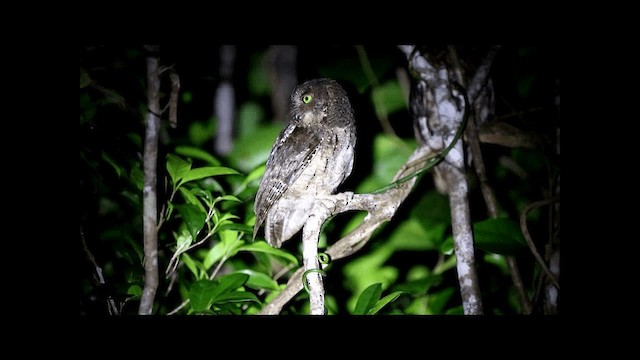 Madagascar Scops-Owl (Rainforest) - ML201669461