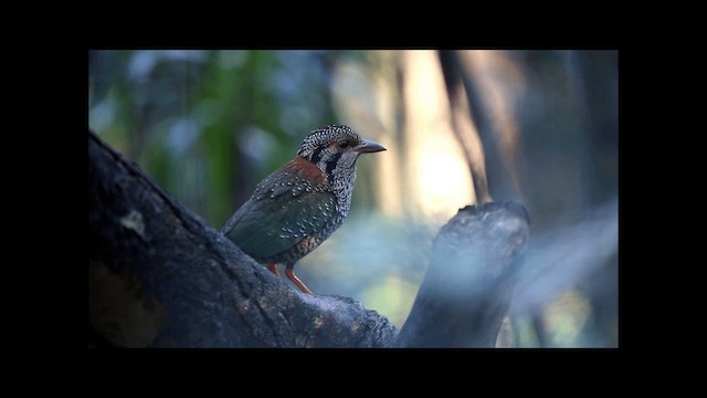 Scaly Ground-Roller - ML201669481