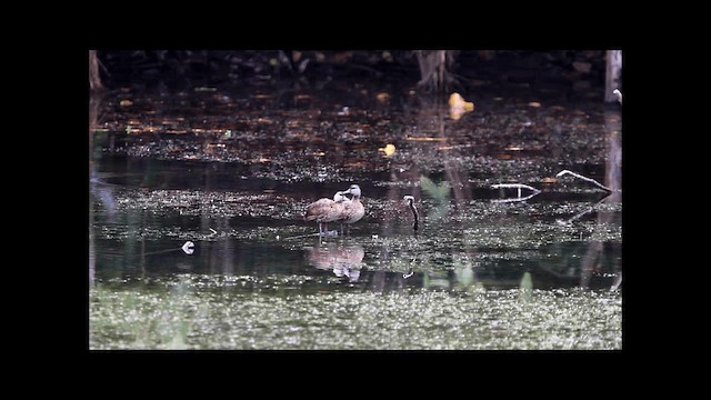 Spotted Whistling-Duck - ML201669521
