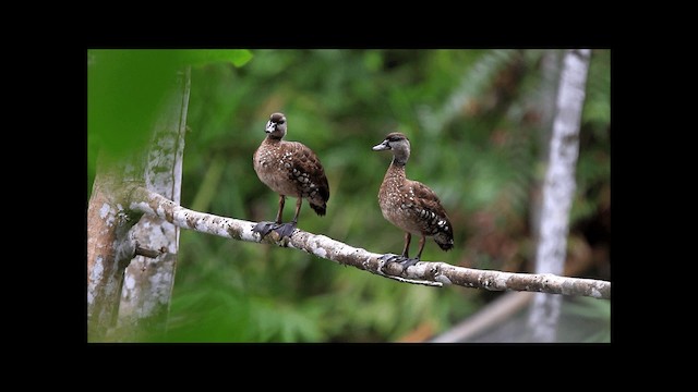 Spotted Whistling-Duck - ML201669531