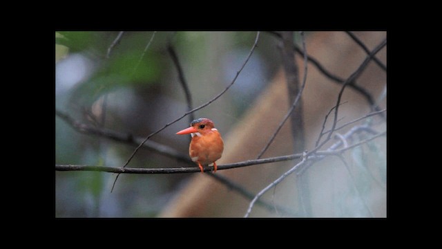 Sulawesi Dwarf-Kingfisher - ML201669541