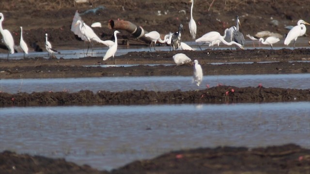  - Black-faced Spoonbill