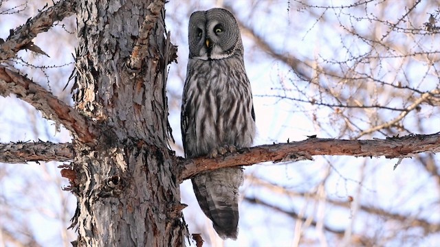 Great Gray Owl (Lapland) - ML201669711