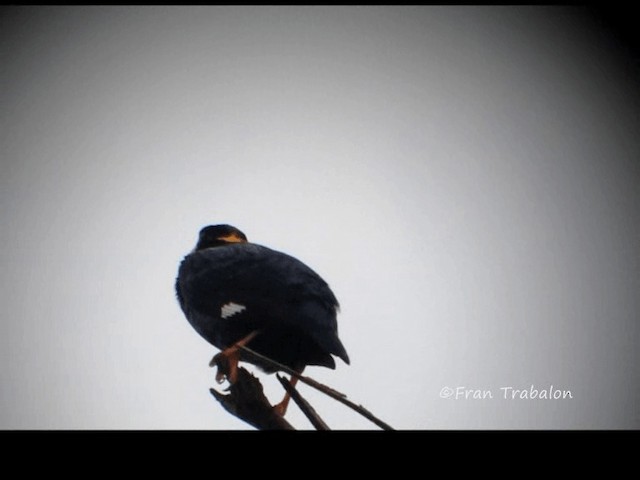  - Sri Lanka Myna