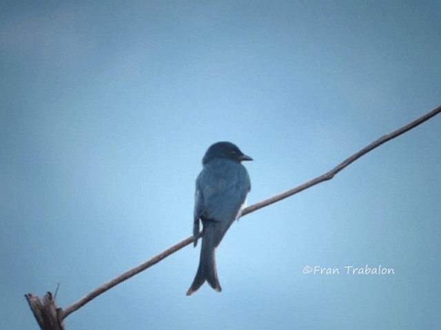White-bellied Drongo (White-vented) - ML201670061