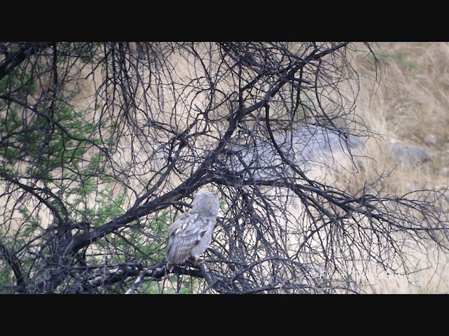 Verreaux's Eagle-Owl - ML201670071
