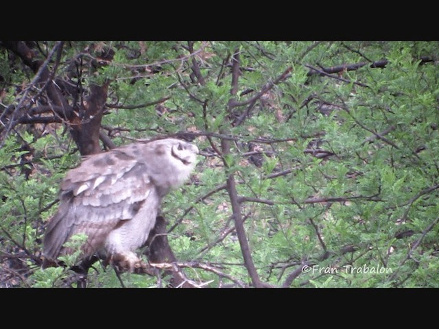 Verreaux's Eagle-Owl - ML201670091