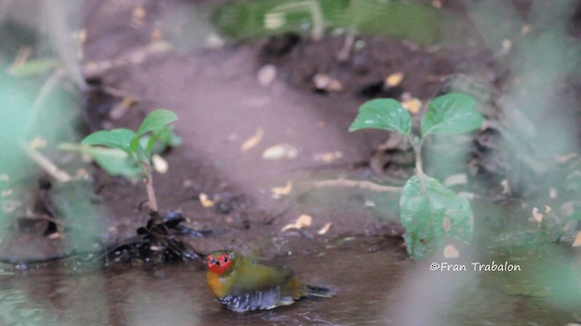 Green-backed Twinspot (Green-breasted) - ML201670141