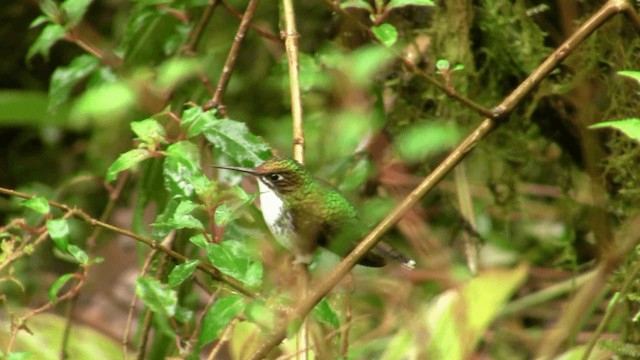 White-booted Racket-tail - ML201670281