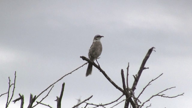 Long-tailed Mockingbird - ML201670291