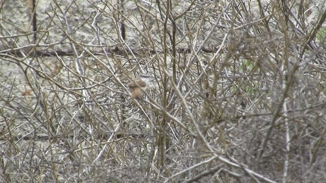 Necklaced Spinetail - ML201670311