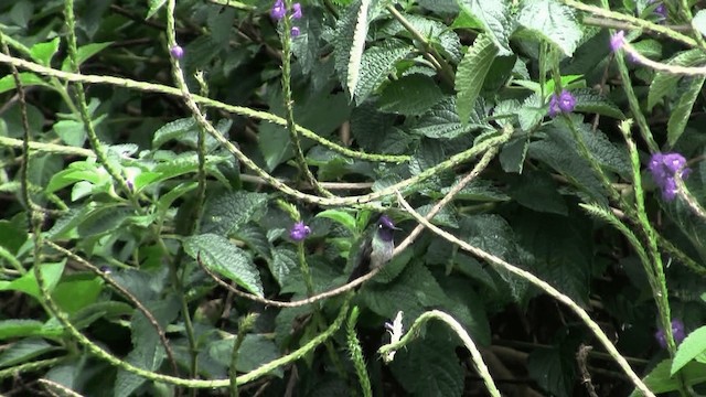 Violet-headed Hummingbird - ML201670351
