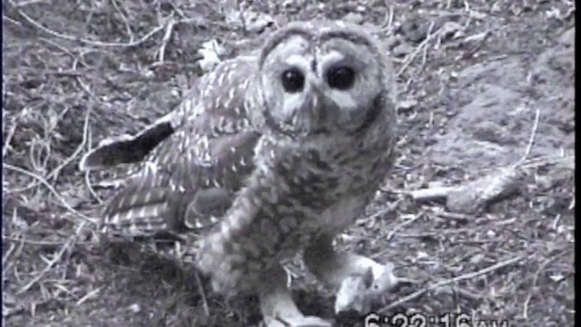 Spotted Owl (Mexican) - ML201670501