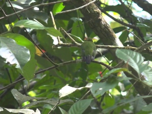 Orange-bellied Leafbird (Orange-bellied) - ML201670791