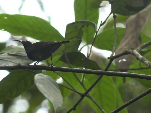 Black-throated Sunbird - ML201670821