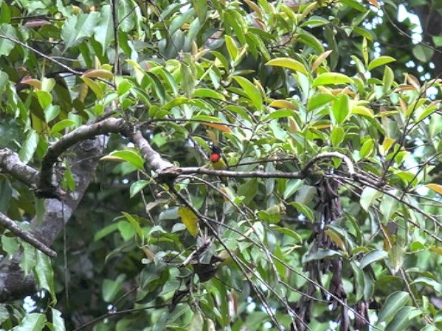Scarlet-breasted Flowerpecker - ML201670871