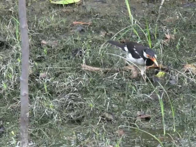 Asian Pied Starling (Asian) - ML201671041