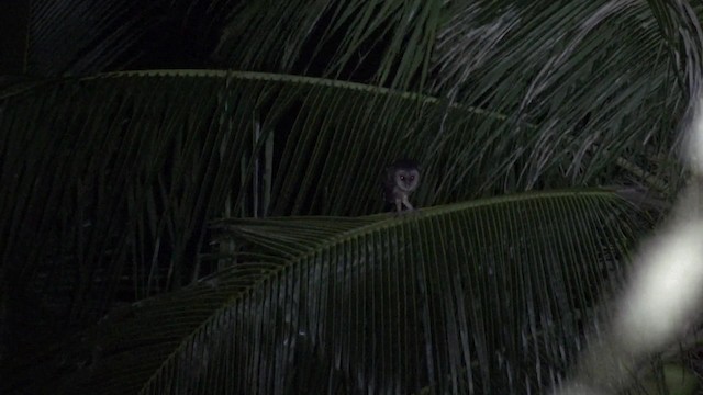 Sulawesi Masked-Owl - ML201671061