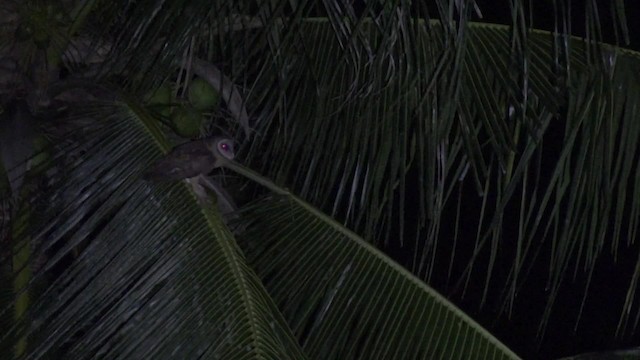 Sulawesi Masked-Owl - ML201671071