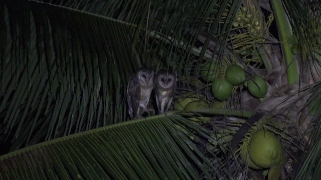 Sulawesi Masked-Owl - ML201671091
