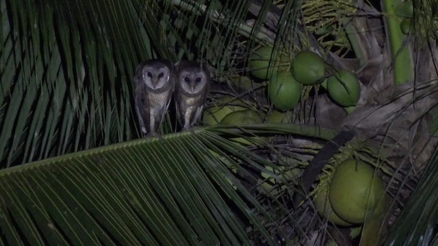 Sulawesi Masked-Owl - ML201671101