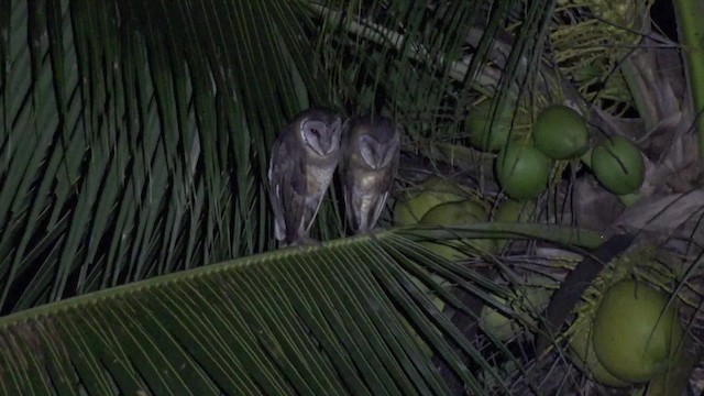 Sulawesi Masked-Owl - ML201671131
