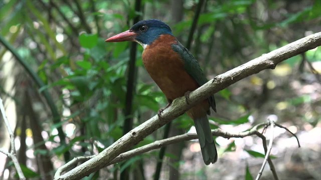 Green-backed Kingfisher (Blue-headed) - ML201671211