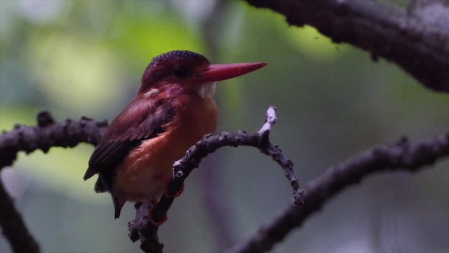 Sulawesi Dwarf-Kingfisher - ML201671221