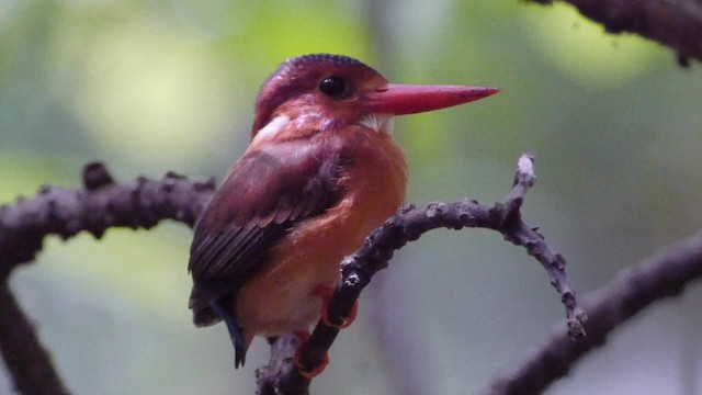 Sulawesi Dwarf-Kingfisher - ML201671231