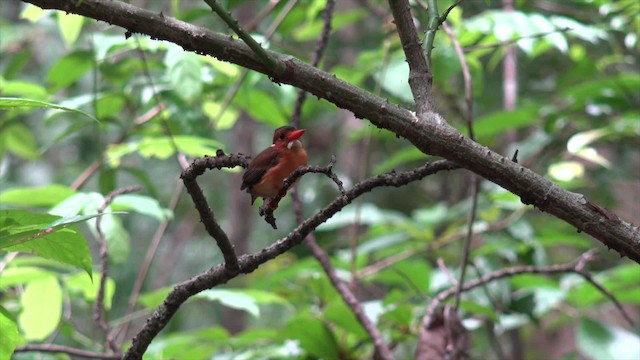 Sulawesi Dwarf-Kingfisher - ML201671271