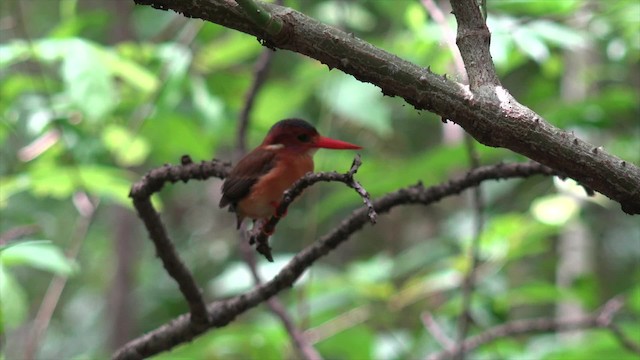 Sulawesi Dwarf-Kingfisher - ML201671281