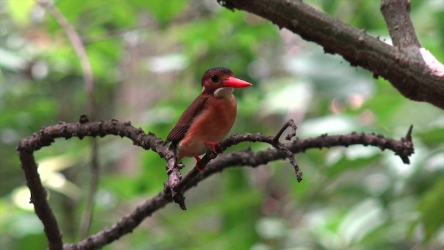 Sulawesi Dwarf-Kingfisher - ML201671291