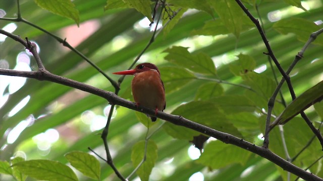 Sulawesi Dwarf-Kingfisher - ML201671311