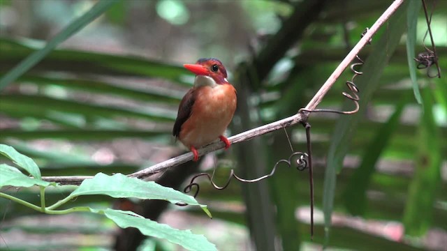 Sulawesi Dwarf-Kingfisher - ML201671321