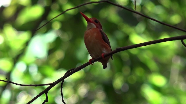 Sulawesi Dwarf-Kingfisher - ML201671331