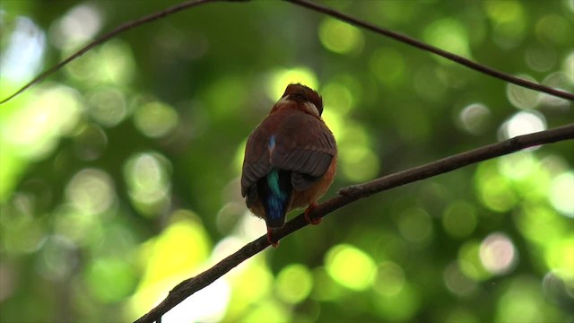 Sulawesi Dwarf-Kingfisher - ML201671341