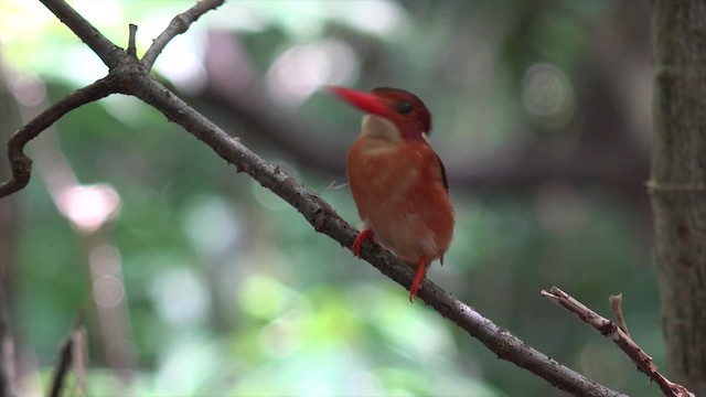 Sulawesi Dwarf-Kingfisher - ML201671361