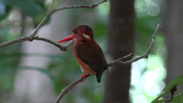 Sulawesi Dwarf-Kingfisher - ML201671381