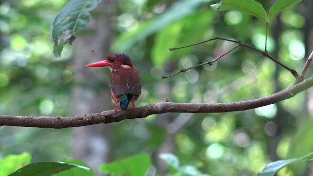 Sulawesi Dwarf-Kingfisher - ML201671391