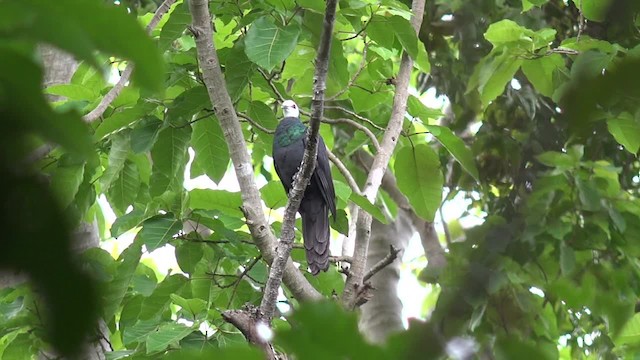 White-faced Cuckoo-Dove - ML201671421