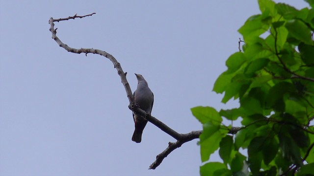 Green Imperial-Pigeon (Rufous-naped) - ML201671461